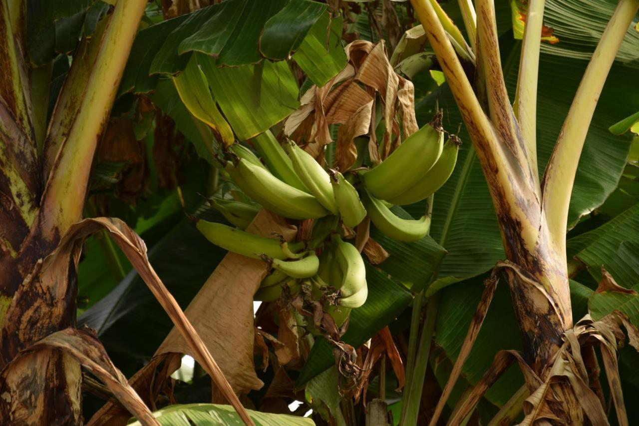 Quinta El Mamey Hotel Río Verde Kültér fotó
